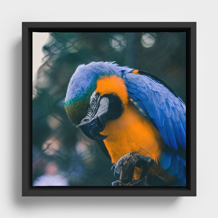 Brazil Photography - Blue And Yellow Macaw Parrot Framed Canvas