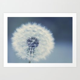 Flower photography - dandelion - navy blue and white floral Art Print
