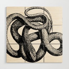 Snake | Snakes | Snake ball | Serpent | Slither | Reptile Wood Wall Art