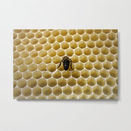 Honey bee patterns Metal Print