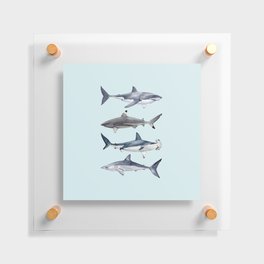 SHARKS I (light blue) Floating Acrylic Print