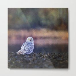 Snowy Owl squared Metal Print | Birdofprey, Owl, Wildlife, Ornithology, Snowywhiteowl, Bird, Predator, Perched, Owls, White 