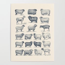 Types of Sheep Poster