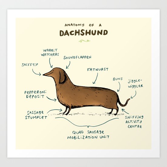 Anatomy of a Dachshund Art Print by Sophie Corrigan | Society6