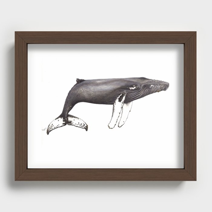 Humpback whale Megaptera Recessed Framed Print