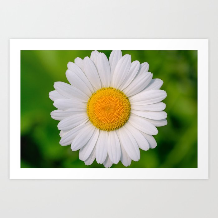 White Flower Photograph Art Print
