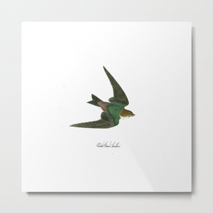 Audubon - Bird of america - violet green swallow 1 Metal Print