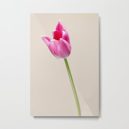 Pastel colored Dutch tulip photo Fine Art Print Metal Print