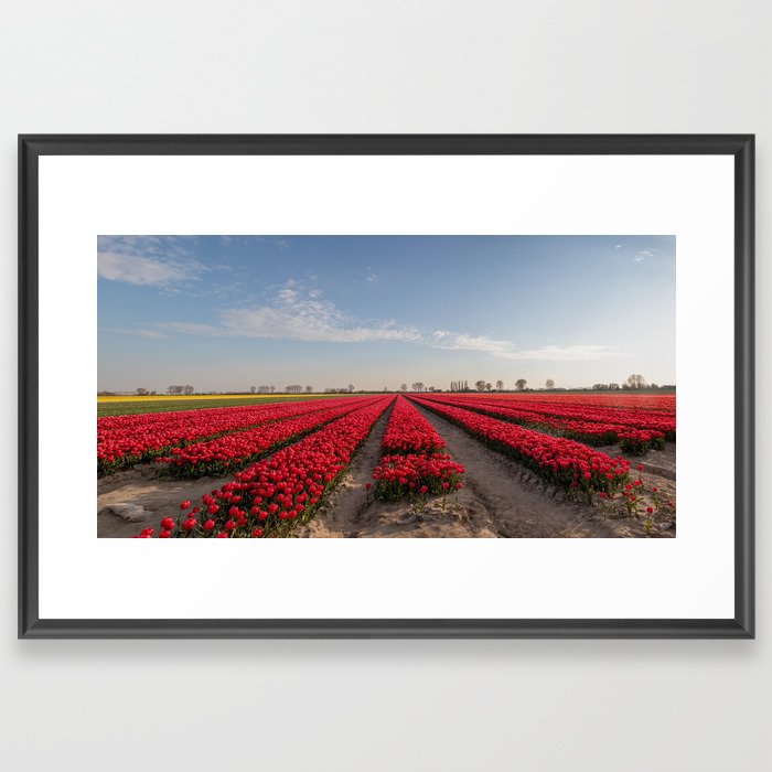 Field of tulips Framed Art Print