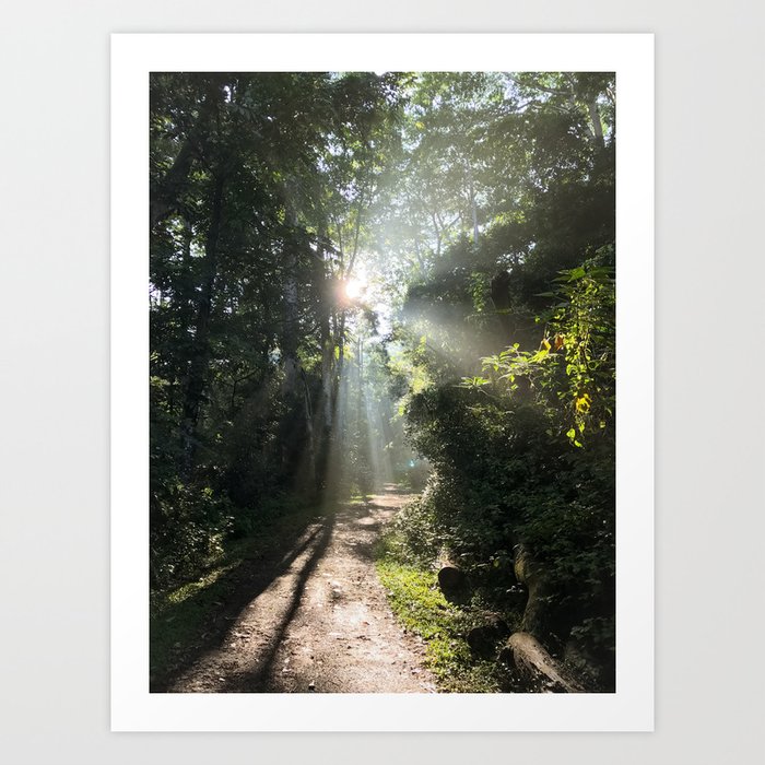 Walk along a Forest Trail - Nature Photography - Art Print Art Print