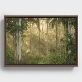 Australian Rainforest Framed Canvas