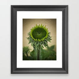 Echinacea Dream Framed Art Print