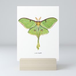 Luna Moth (Actias luna) II Mini Art Print