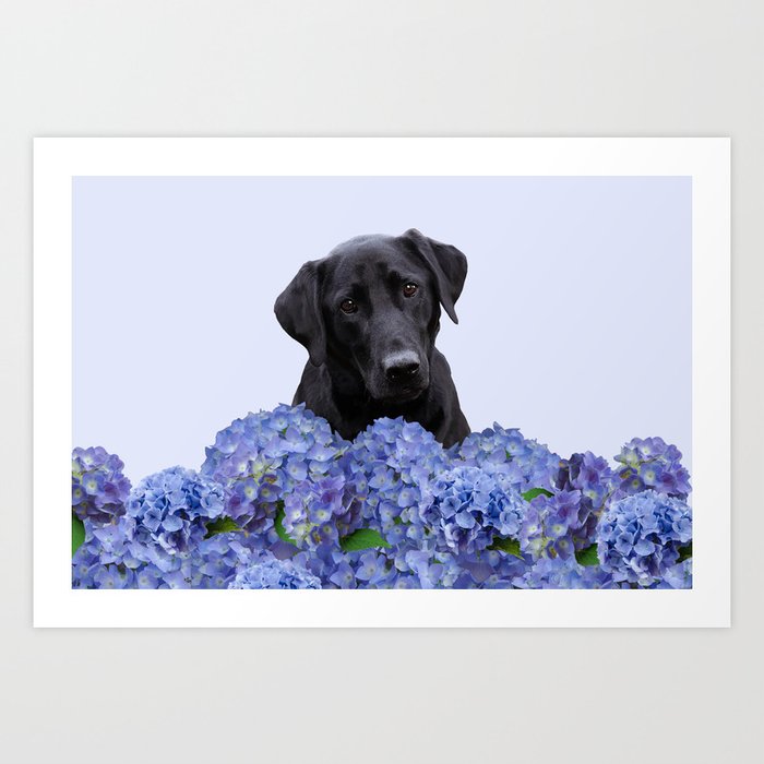 Black Labrador Dog -  Art Print