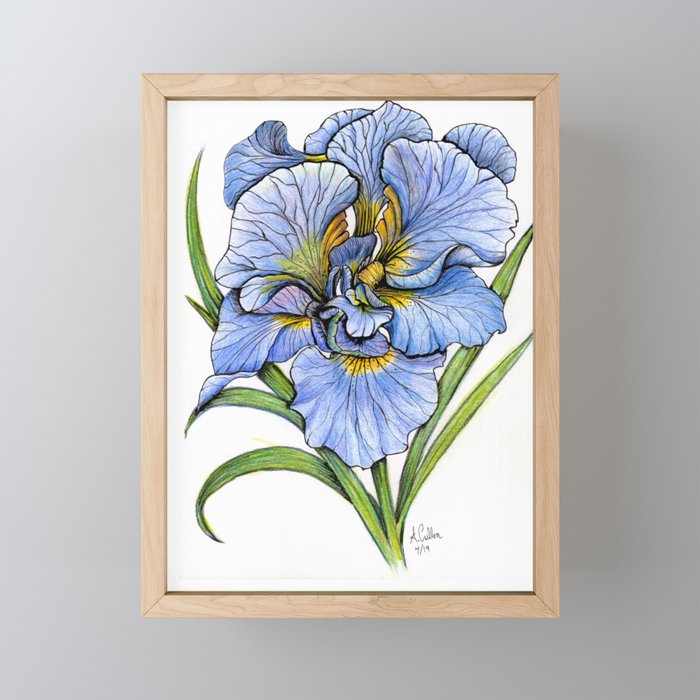 Double Siberian Iris is Blue Framed Mini Art Print