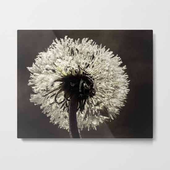 frosted dandy Metal Print