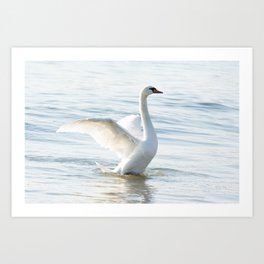 White swan Cygnus Art Print