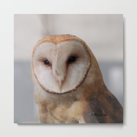 Barn Owl on Alert Metal Print