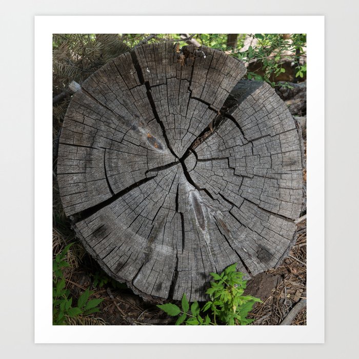 Dried out tree stump Art Print by Michael P Moriarty Society6