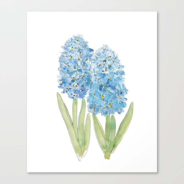 2 blue hyacinth ink and watercolor Canvas Print