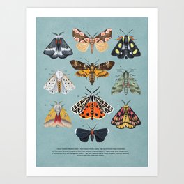 Moth Poster Art Print