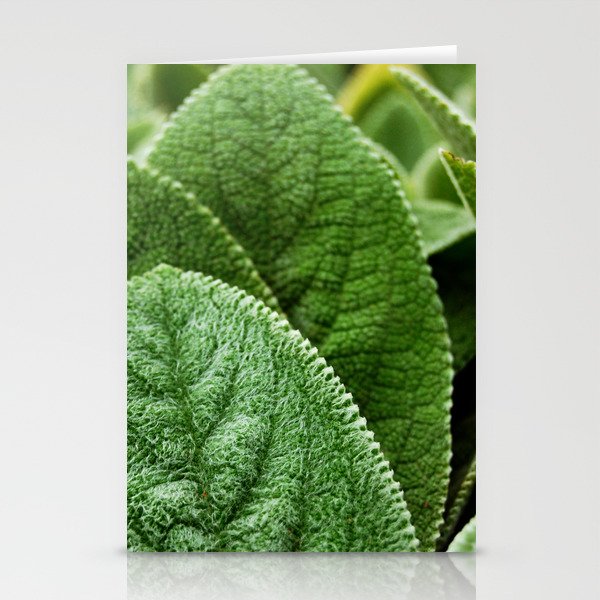 Lambs Ear Stationery Cards
