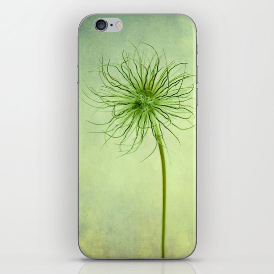 pulsatilla seed head iPhone & iPod Skin