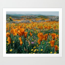 Wildflower Poppy Superbloom Art Print | Photo, Beauty, Orange, Natural, Poppy, Summer, Daisy, Grass, Spring, Sun 
