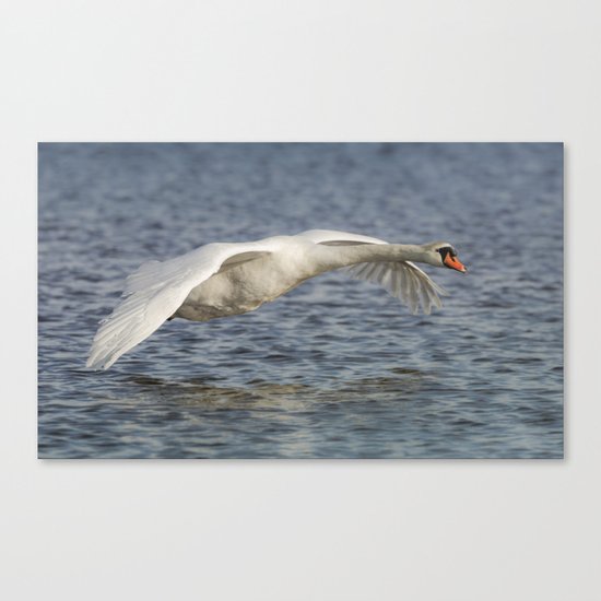 Mute Swan Canvas Print