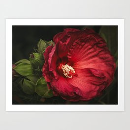 Red Hibiscus Flower Art Print