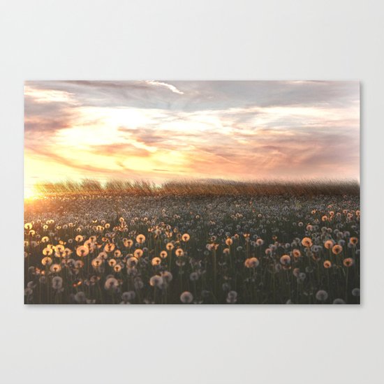 DandY Canvas Print