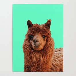 Green Screen Llama Poster