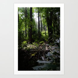 In to the Woods Art Print | Woods, Trees, Color, Hdr, Photo, Nature, Digital, Forest 