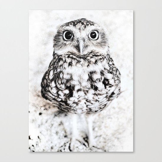 owl Canvas Print
