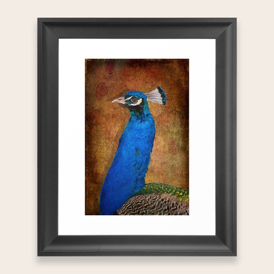 Peacock Framed Art Print