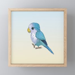 very cute blue quaker parrot Framed Mini Art Print