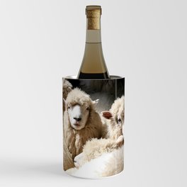 Romney Sheep Shearing Shed Kaikoura New Wine Chiller