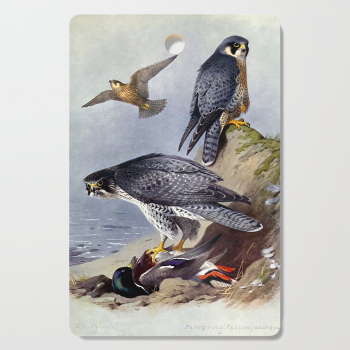 Anton Znaniecki ハヤブサ Falcon 絵画 Anton Znaniecki ハヤブサ