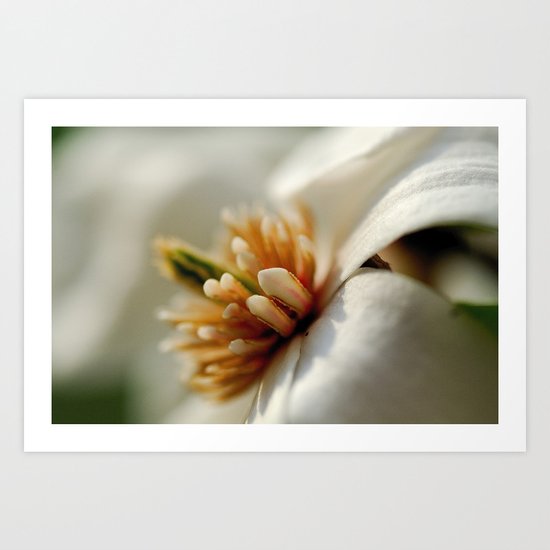 Spring dogwood blossoms Art Print