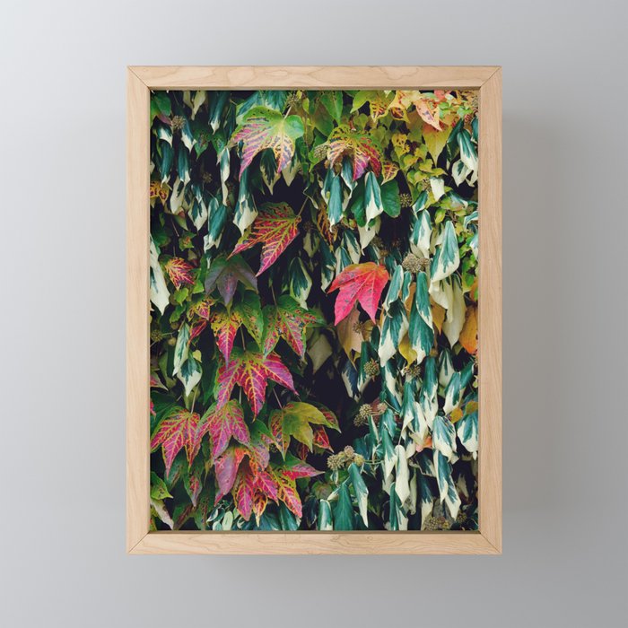 Variegated Leaves - Colorful Nature Photography Framed Mini Art Print