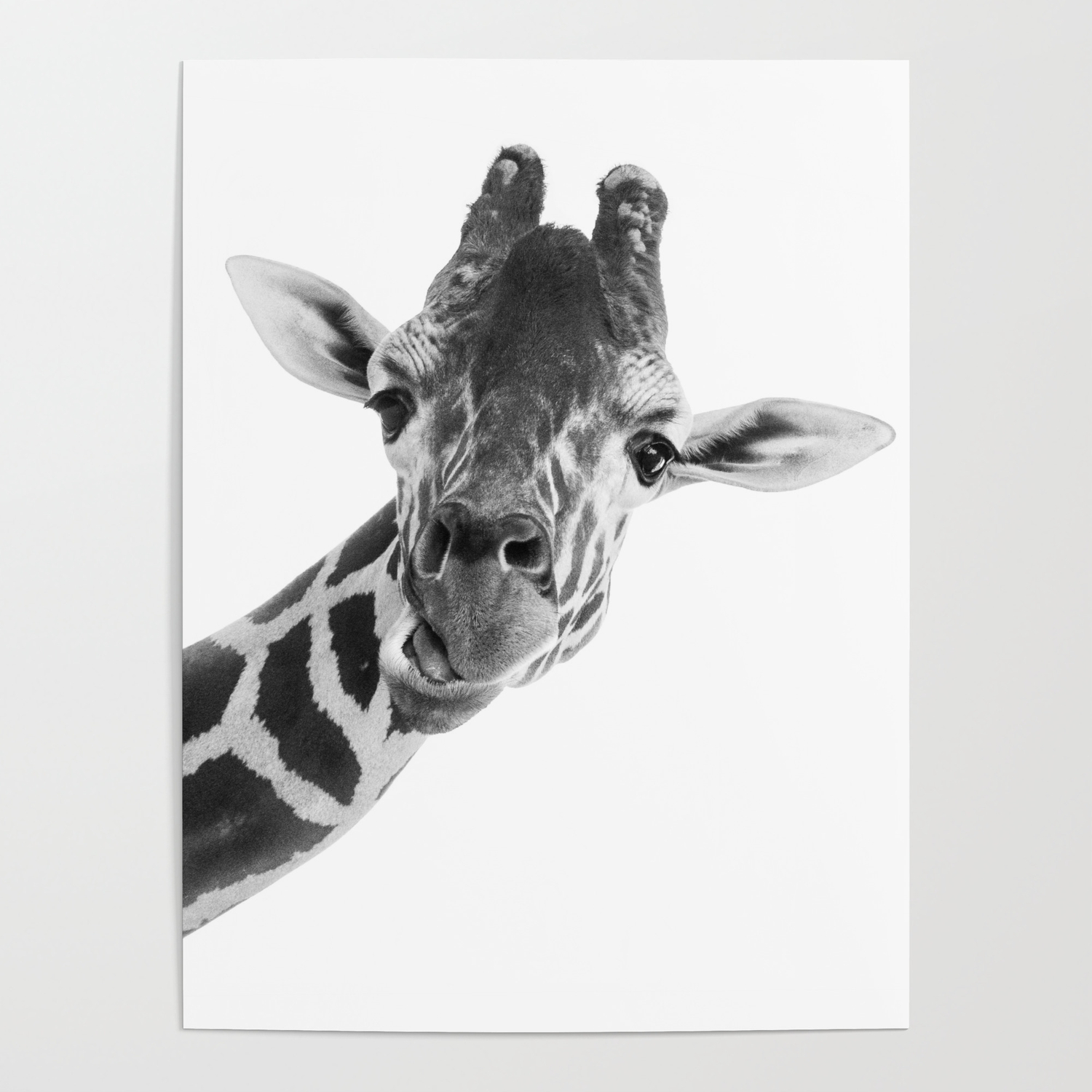 Giraffe Portrait Grey Wild Animal Cute Zoo Safari Madagascar Wildlife Nursery Decor Ideas Poster By Wildlife Beauty Society6