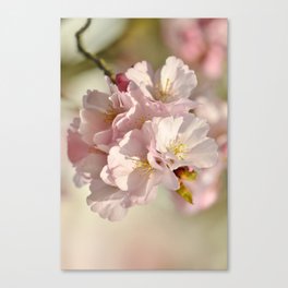 Cherry Blossoms 0218 Canvas Print