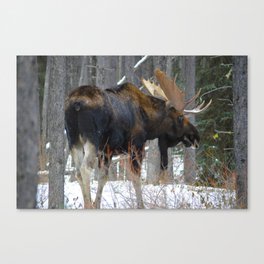 Massive male moose on the loose in Jasper National Park Canvas Print
