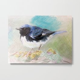 black-throated blue warbler Metal Print | Spring, Migratory, Bird, Warbler, Realism, Neotropical, Colored Pencil, Drawing, Sketch 