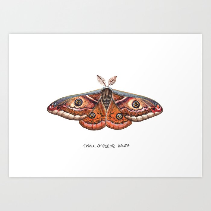 Small Emperor Moth (Saturnia pavonia) Art Print