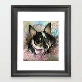 Chihuahua Framed Art Print