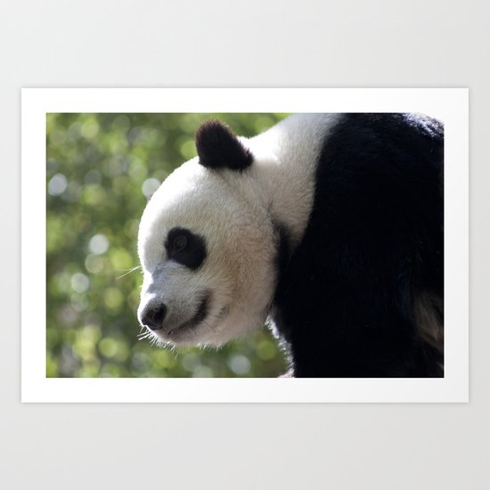 Panda Bear Art Print