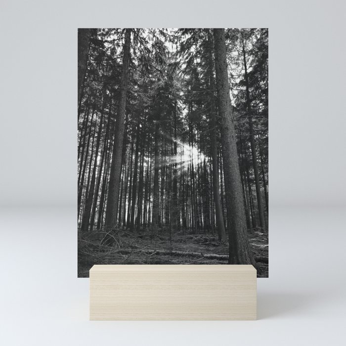 Sunshine peeling through the canopy Mini Art Print