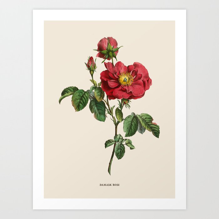 Damask Rose Antique Botanical Illustration Art Print