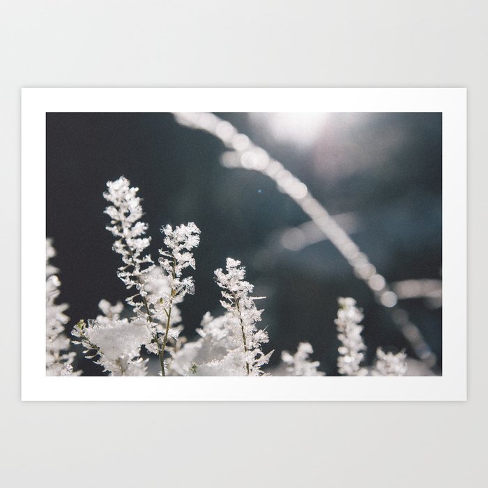 Forest Ice Art Print